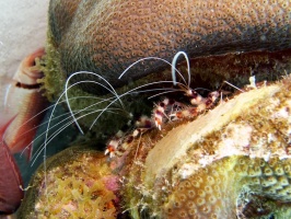 IMG 3625 Banded Coral Shrimp
